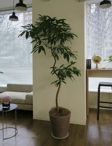 観葉植物のレンタル事例写真3